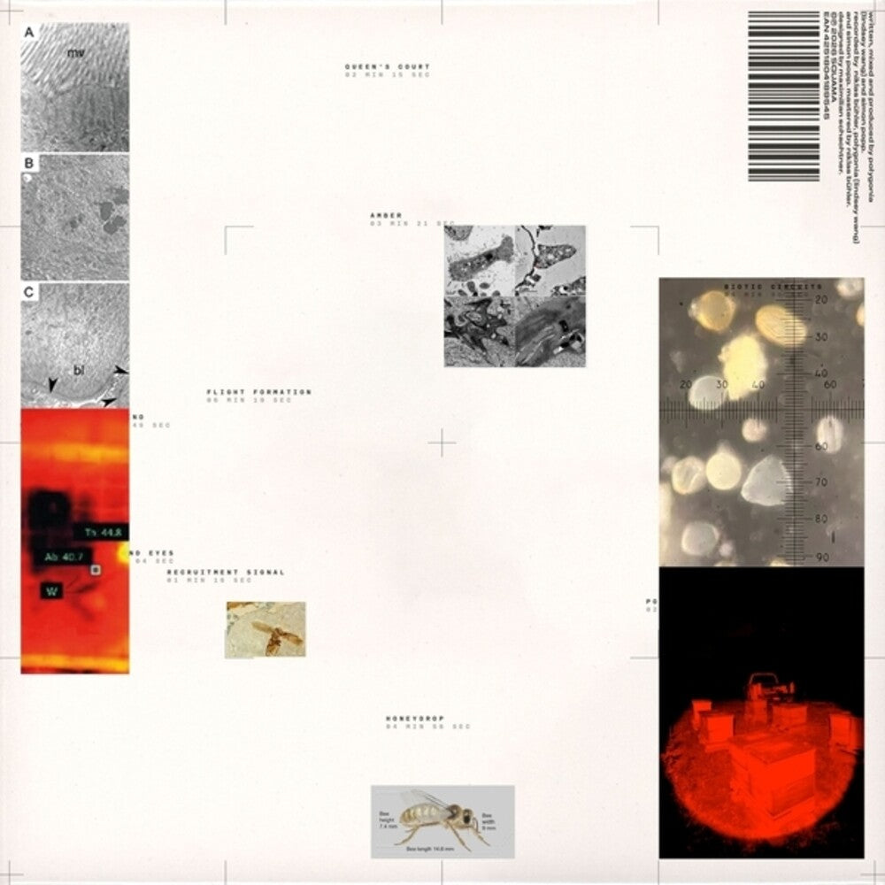 the album cover for Popp Polygonia - Apiformes