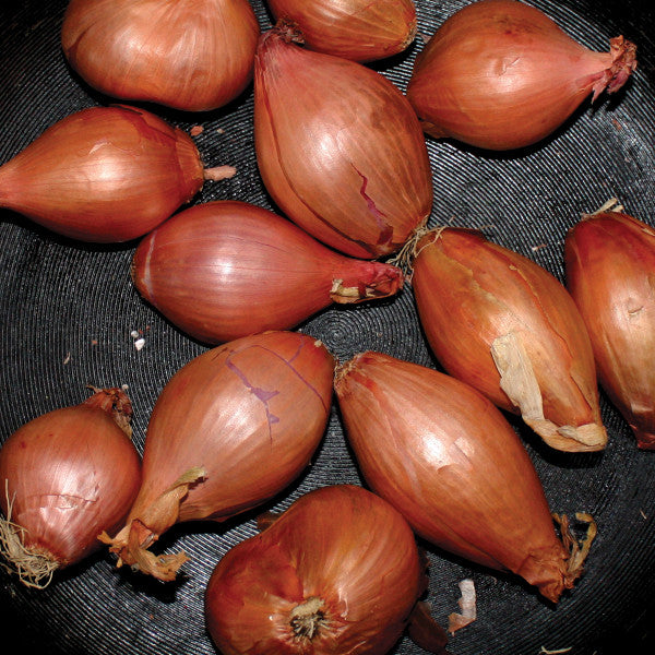 TY SEGALL-FRIED SHALLOTS