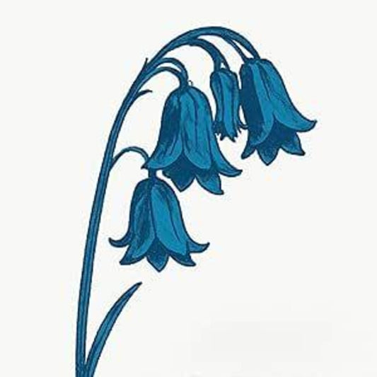 the album cover for Bluebells - This Is The Bluebells (Uk)