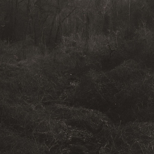 the album cover for Lesley Mok - Transient [Download Included]