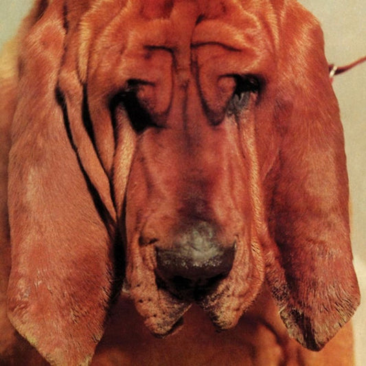 TY SEGALL-GOODBYE BREAD